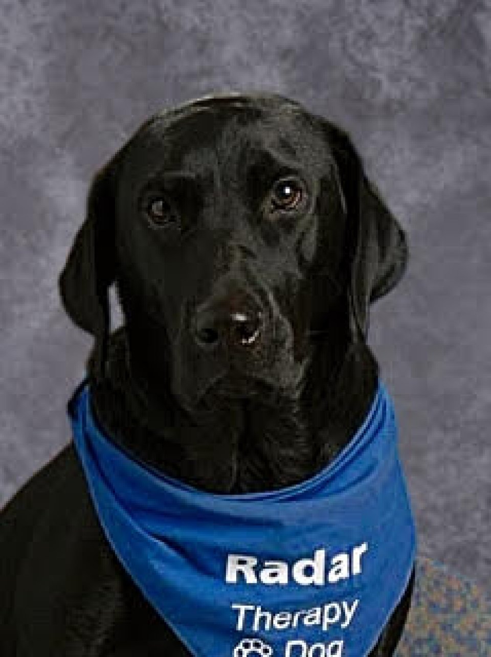 Radar, the school therapy dog
